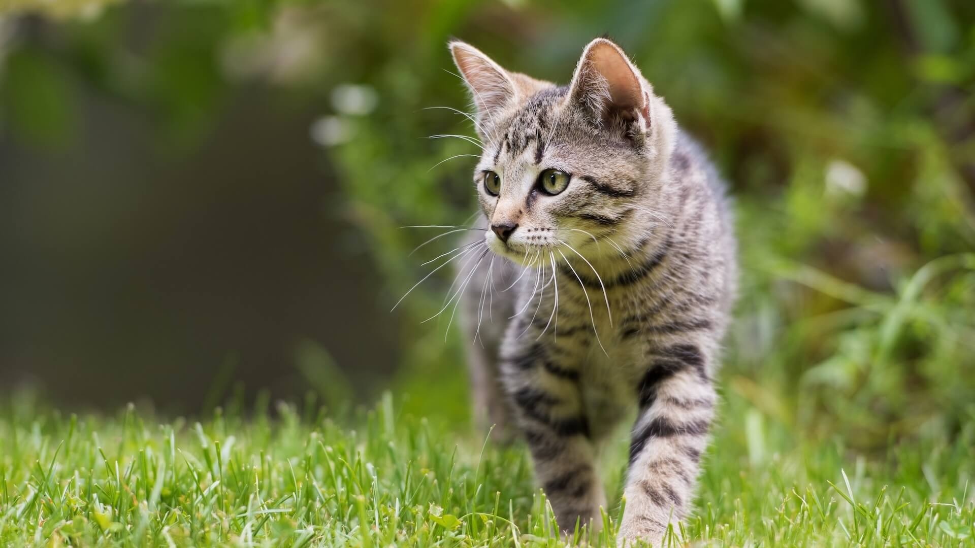 veterinarian san Rafael CA