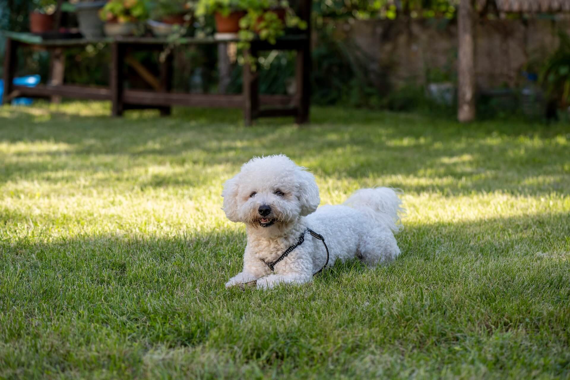 Tails of Terra Linda pet resort daycare