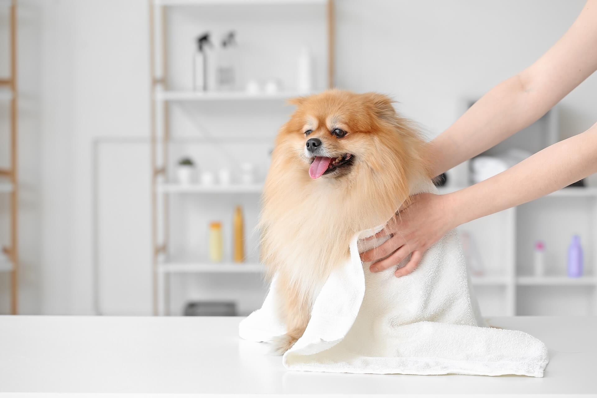 Tails of Terra Linda pet resort grooming
