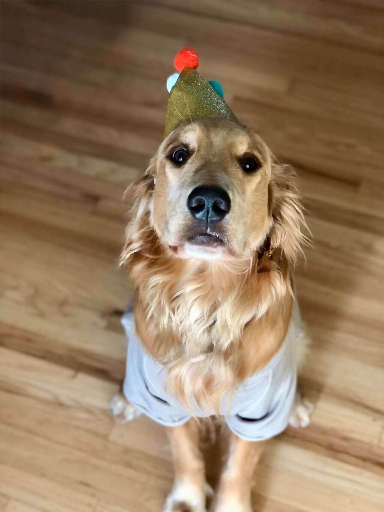 dog day care