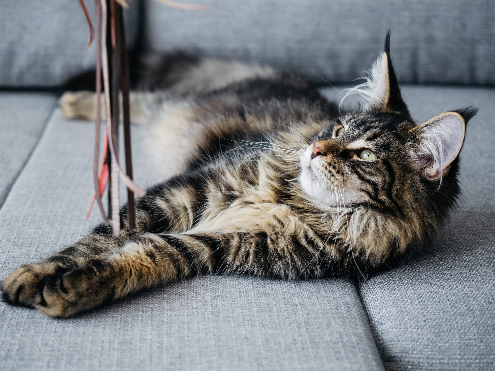 Veterinarian in San Rafael Mobile