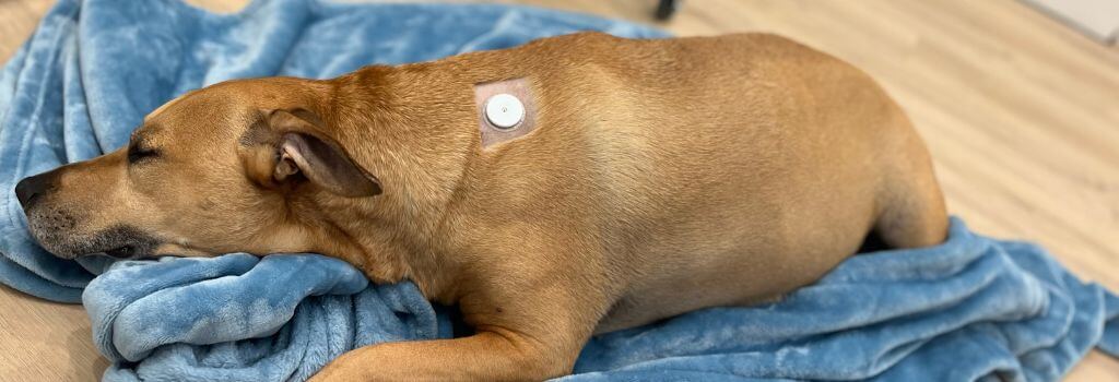 Continuous glucose monitoring for dogs.