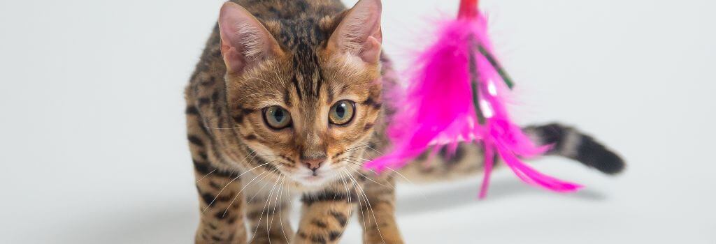 Cat playing with toy to reduce stress in cats