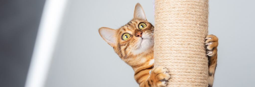 Cat using scratching post to reduce stress in cats