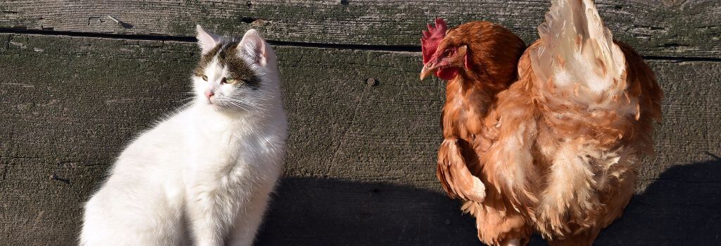 Bird flu affecting cats nationwide.