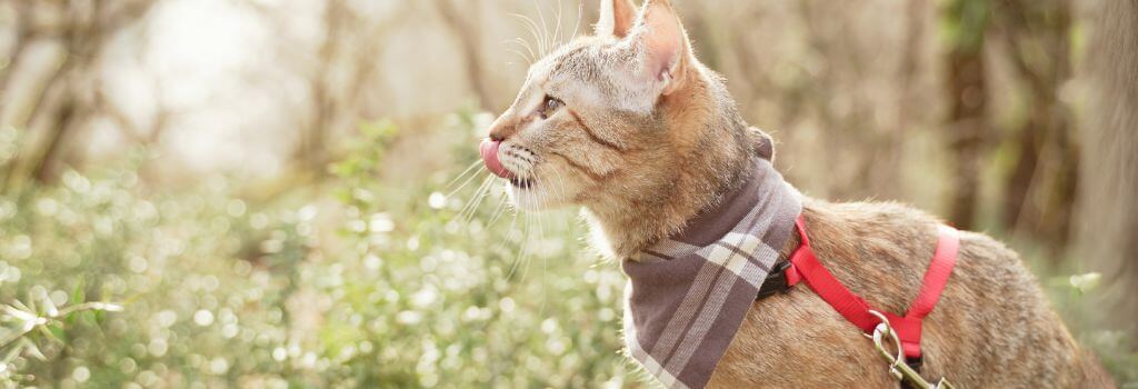 Cat outside on a leash.