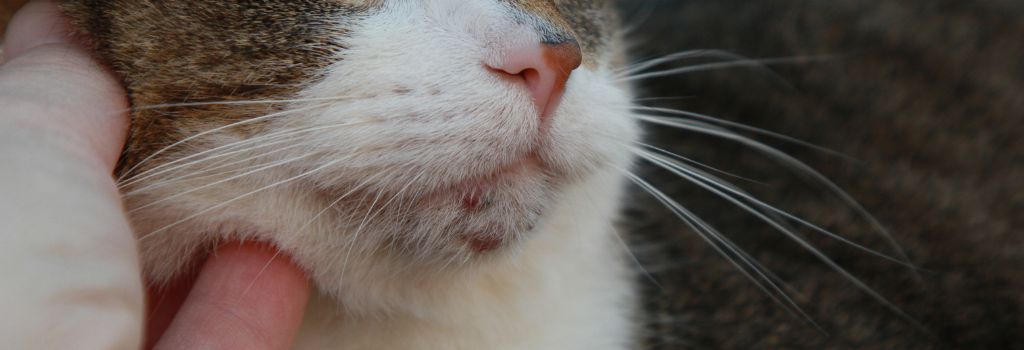 Cat showing its chin with cat acne