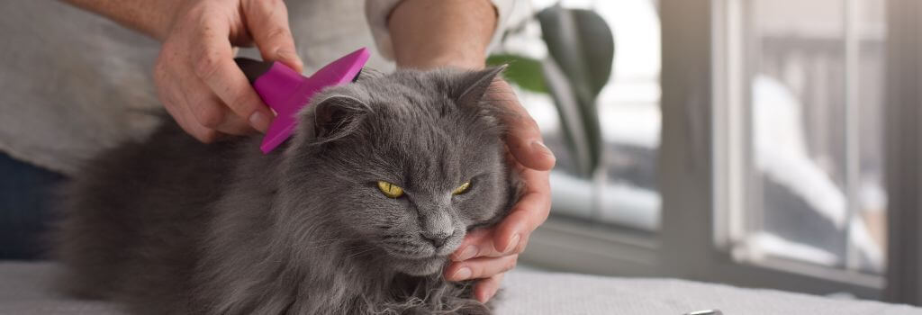 Owner brushing their cat to prevent cat acne