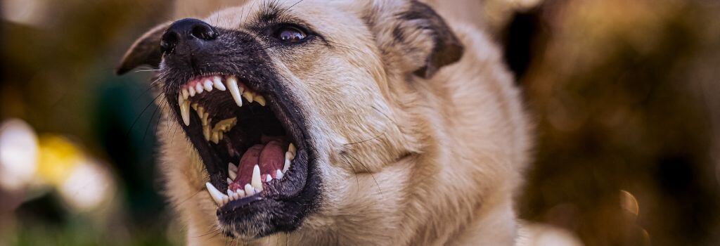 Resource guarding dog growling