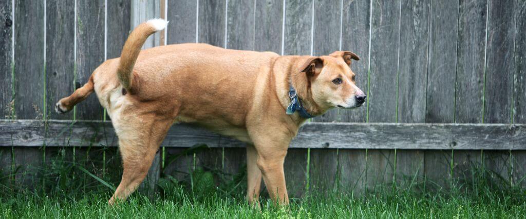 Bladder Stones In Dogs