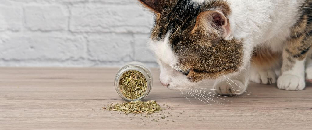 Catnip