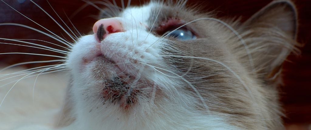 Why Does My Cat Have Chin Acne?