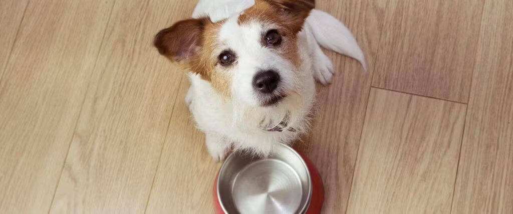 Are By-Products In Pet Food Really That Bad? Are By-Products In Pet Food Really That Bad?