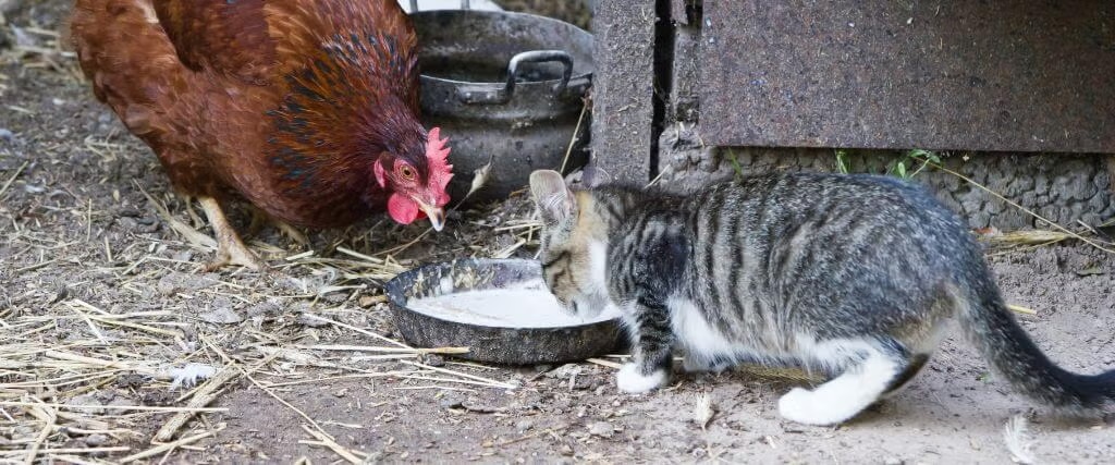 Bird Flu And Cats
