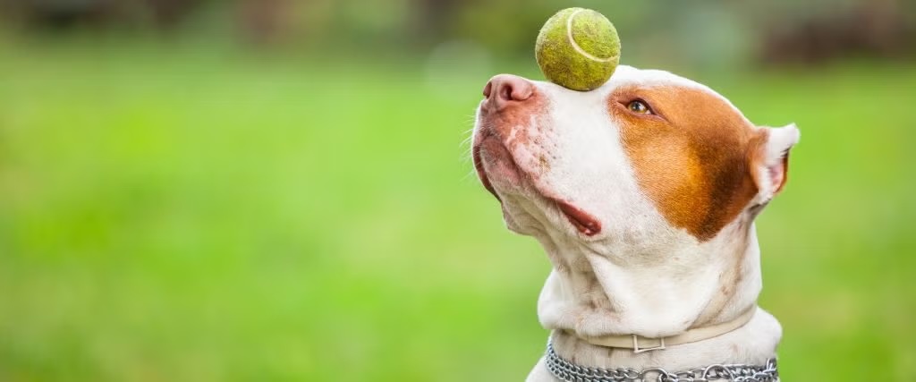 Healthy Minds, Happy Pets