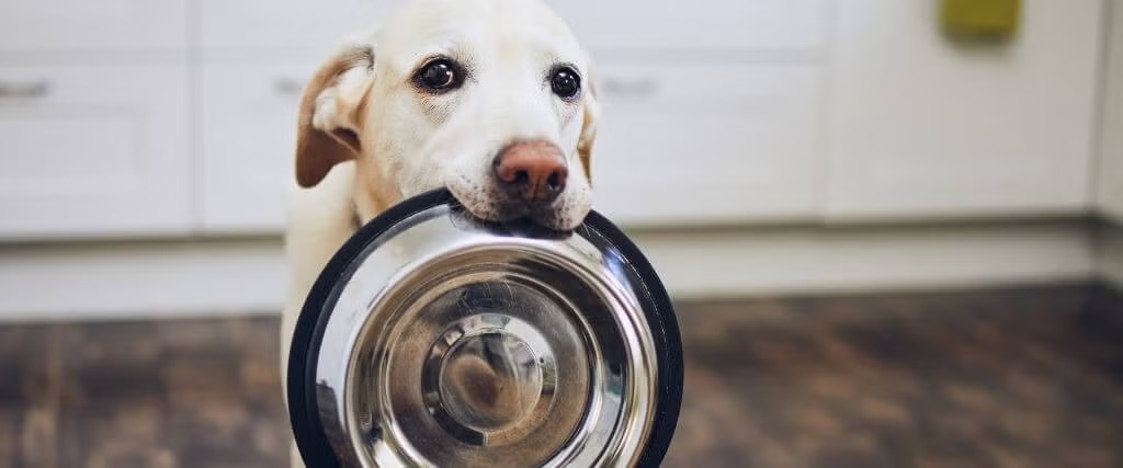 How Do I Choose A Diet For My Dog?