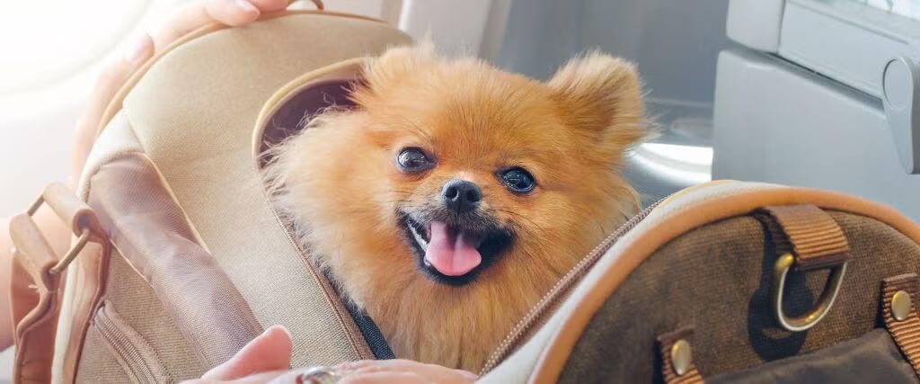 How To Bring A Dog Into The US