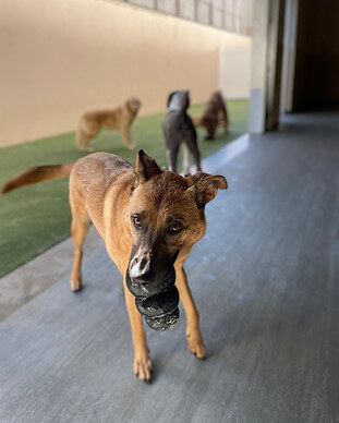 pet assessment