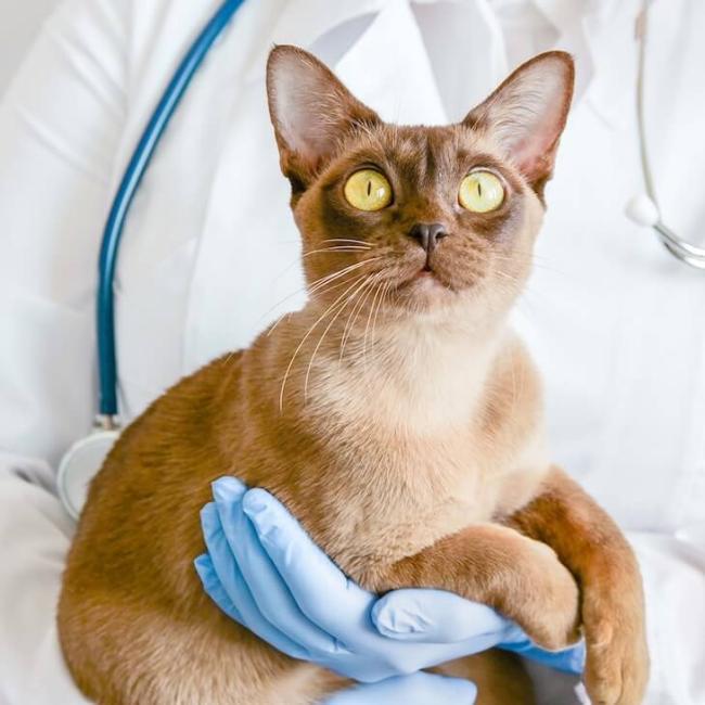 animal clinic in San Rafael 