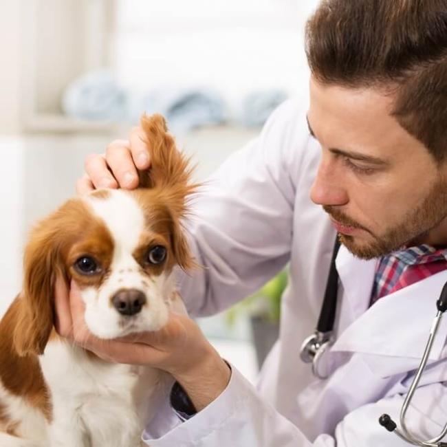 pet veterinarian in San Rafael CA