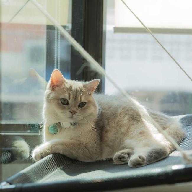 veterinary clinic in San Rafael CA