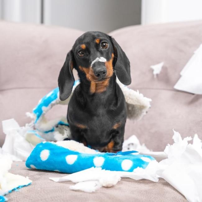 San Rafael CA Pet clinic 