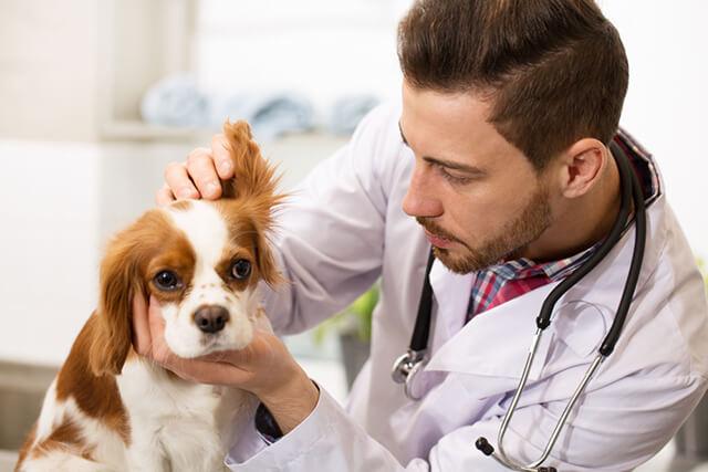Preventive Care