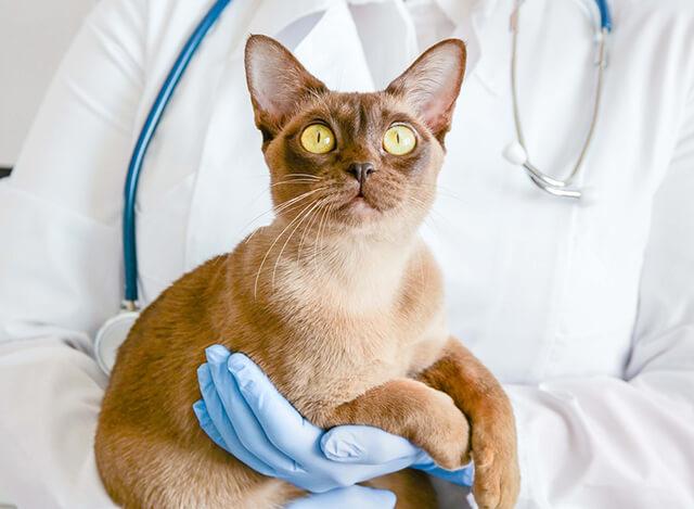 Urgent Care